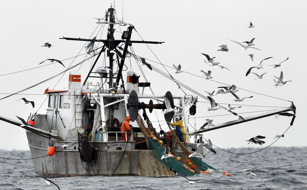 FILE- In this Friday, Jan. 6, 2012 photo, gulls follow a shrimp fishing boat as crewmen haul in their catch in the Gulf of Maine. The Gulf of Maine shrimp population has fallen to the lowest level on record, setting the stage for a possible shutdown of the fishery this coming winter. (AP Photo/Robert F. Bukaty, File)