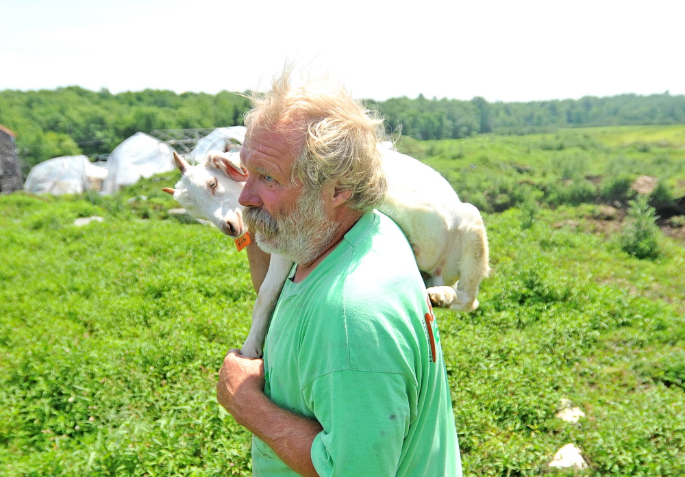 Mark Gould, 61, carries a wayward goat back to the stables at his Norman Road farm in Sidney on July 22. Gould’s goats had been escaping fencing, getting onto state property near Interstate 95. Now he faces complaints that he’s not properly disposing of dead animals on his property.