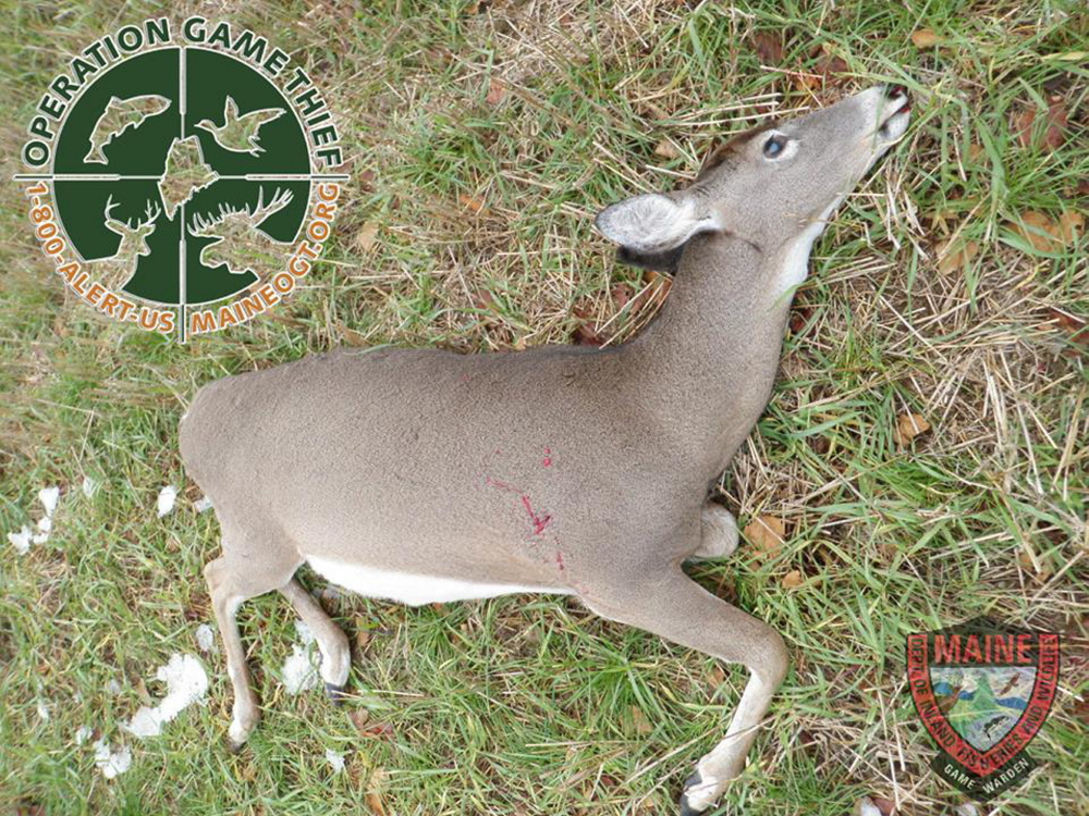 A photo by the Maine Warden Service shows a deer that was illegally killed in Chesterville Wednesday, April 22.