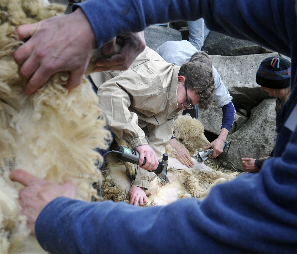 Sheepshearing students work on live animals at Washington farm