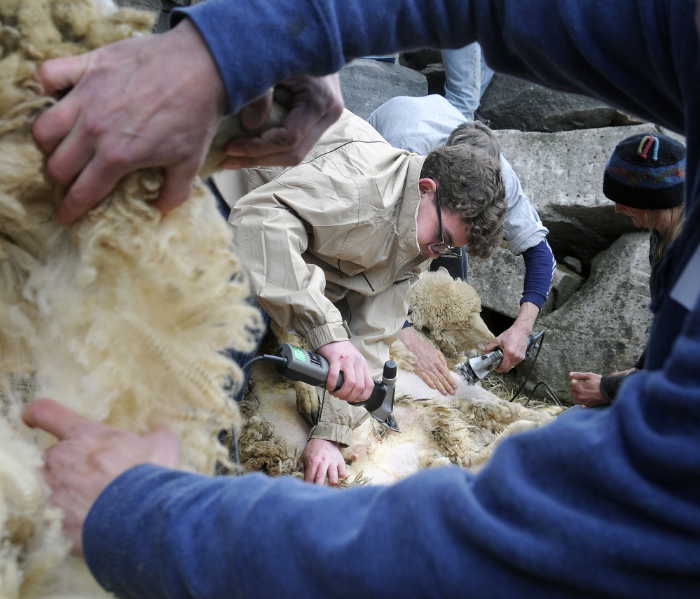 Joseph Woodbury Jr., center, and other students shear sheep during a class held at a farm in Washington on Sunday.