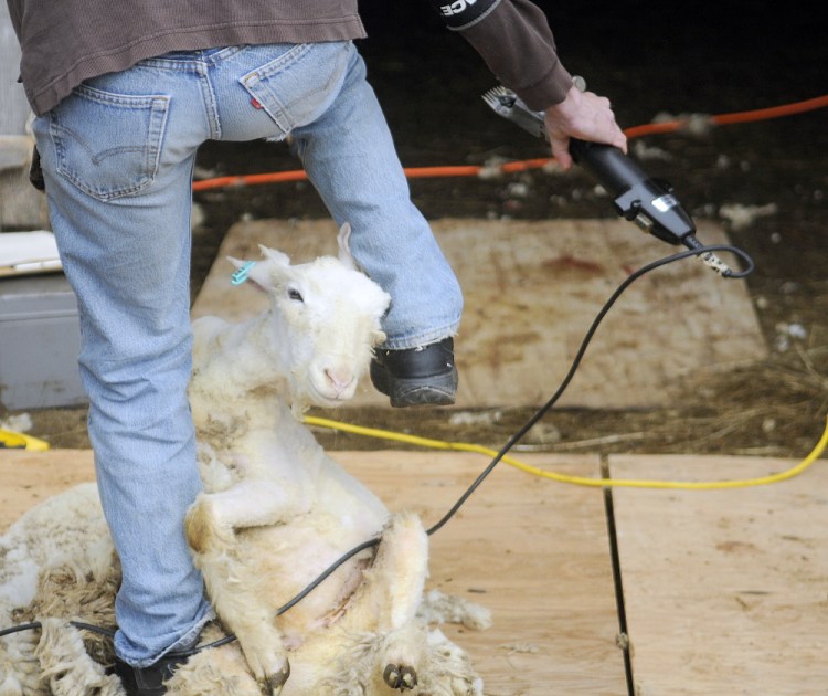 Carl Schwink, of Durham, climbs around a sheep during a sheep shearing class held in Washington on Sunday.