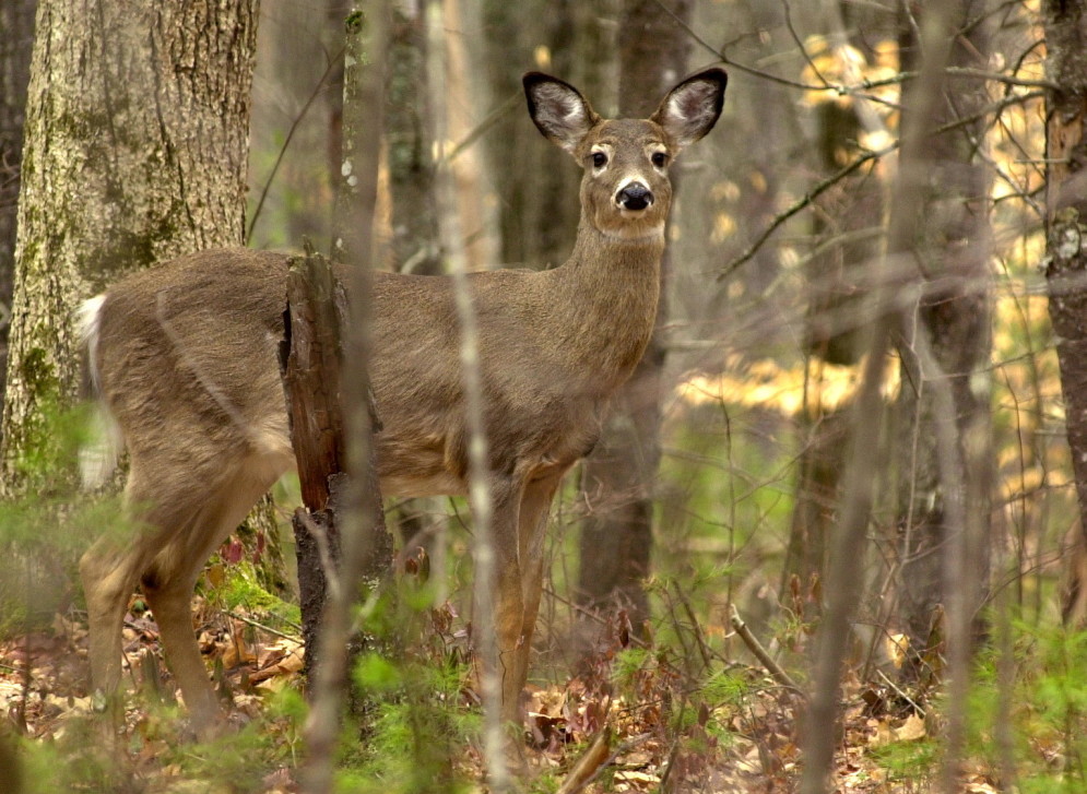A white tail deer was caught feeding on new growth on the forest floor at Sebago Lake State Park in this file photo. Four deer were shot in the past week in the Livermore area, an act condemned by state hunting and fishing officials who say it’s unsafe and also preys on vulnerable animals after a long winter.
