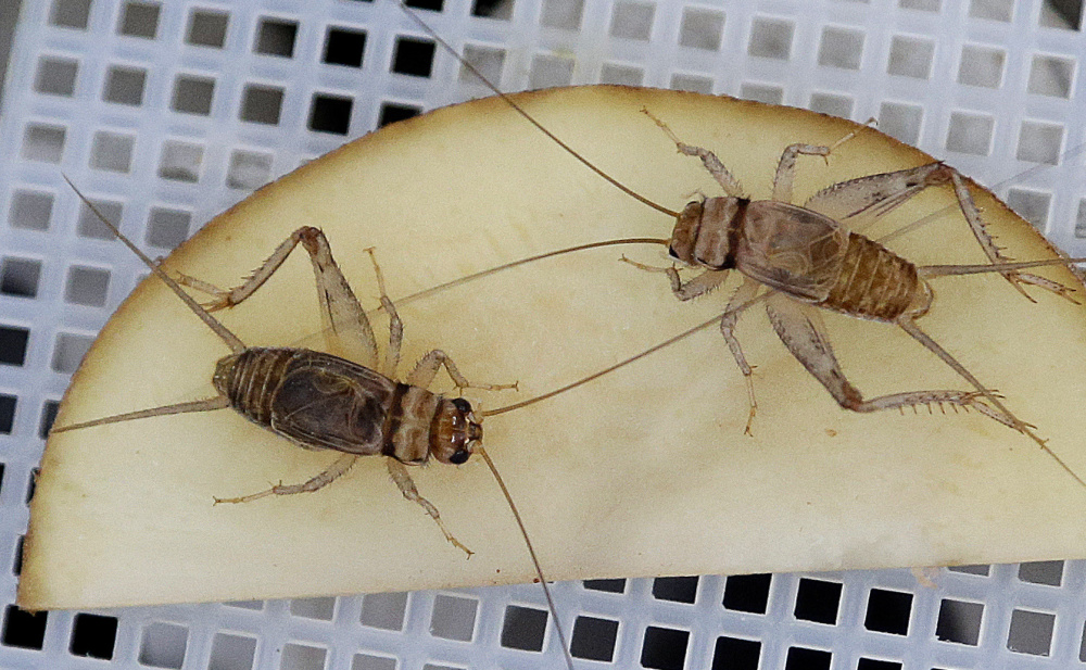 Banded crickets retrieve moisture from a sliced potato in an experimental cricket habitat made from egg cartons in Oakland, Calif.