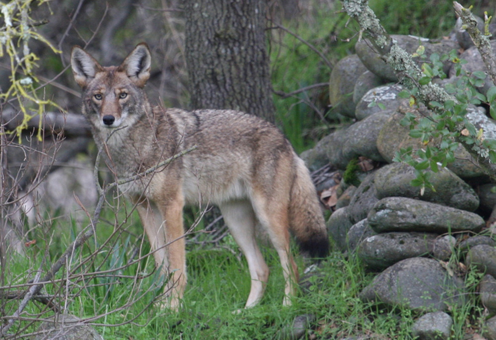 With coyotes like the one above ensconced in the Bronx, others are probably heading into Manhattan this spring to seek their own turf, says conservation biologist Mark Weckel.