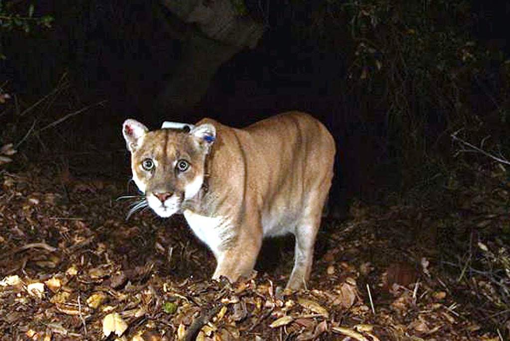 The mountain lion known as P-22 in a November 2014 photo provided by the National Park Service. The animal arrived in the Griffith Park area several years ago from the Santa Monica Mountains and crossed two freeways to get there. The Associated Press