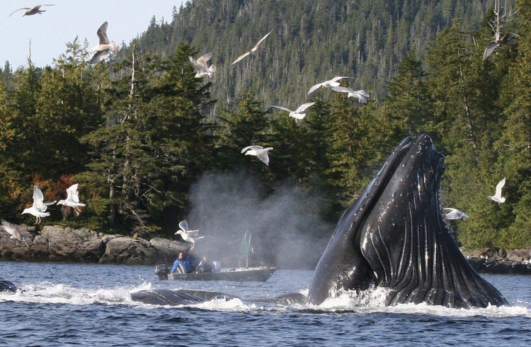 Boaters and fishermen watch as a group of humpback whales feeding on herring near Ketchikan, Alaska. 