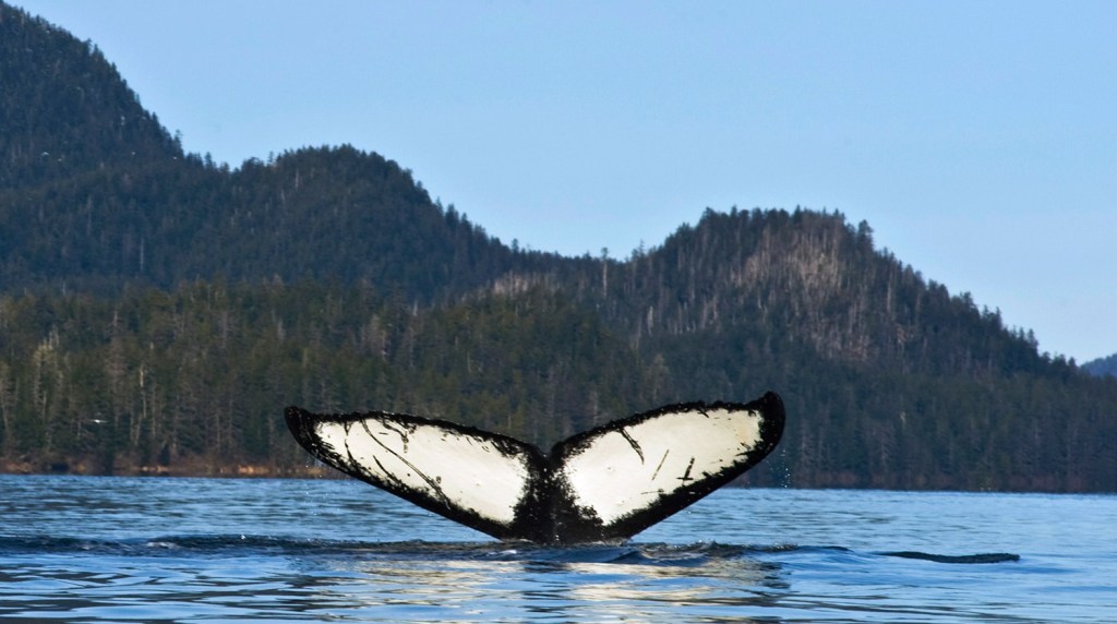 A humpback whale dives near Starrigavan estuary in Sitka, Alaska.