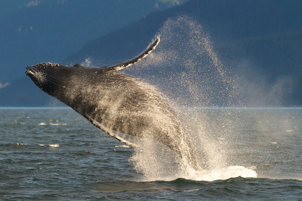 An adult humpback whale breaches in Lynn Canal near Juneau, Alaska. Protection and restoration efforts have led to an increase in humpbacks in many areas.