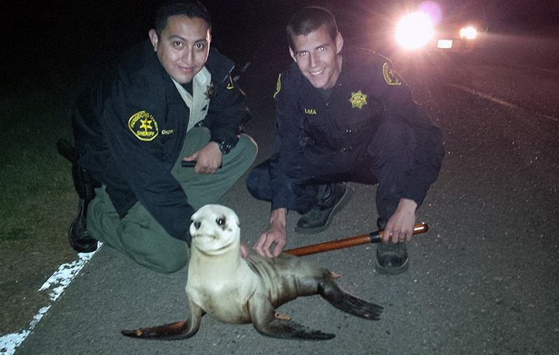 Mendocino County Deputy Sergio Chora-Alvarado, left and Deputy Ze Manuel Limaa, pose for a photo with a stranded Sea Lion pup. 