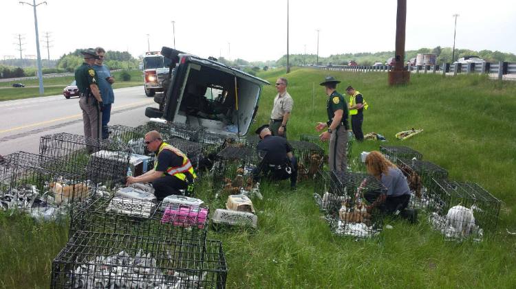 Portsmouth, New Hampshire, police and animal control officer at scene of rollover on I-95. Portsmouth police photo