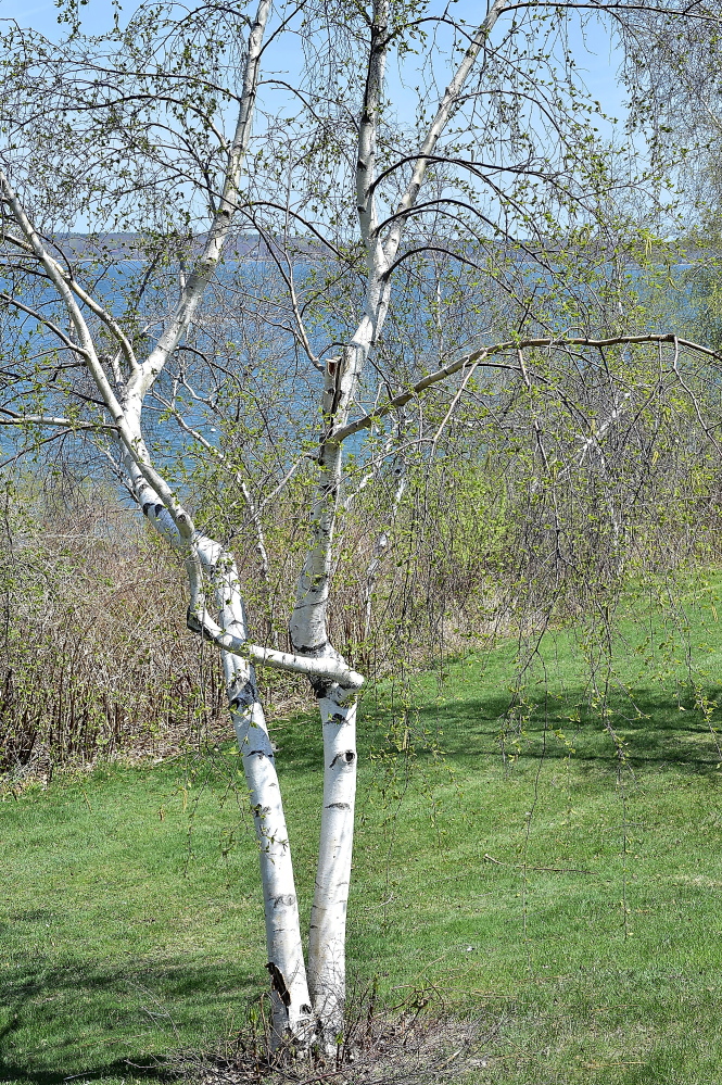 This pollen-emitting tree is a white birch on Portland’s Eastern Promenade.