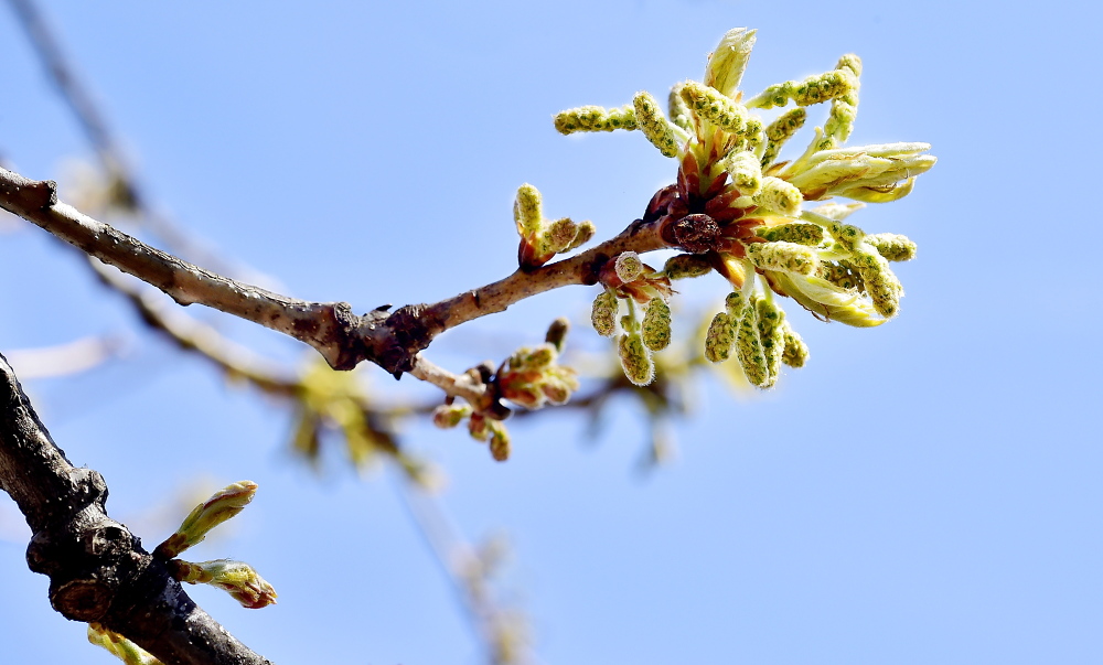 A close-up view of pollen producing buds on an oak tree in Deering Oaks, a park in Portland.