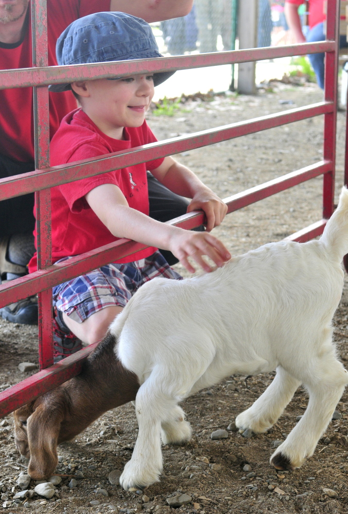 Caleb Knock, 6, of Albion, pets a kid Friday during the Northeast Livestock Expo at the Windsor Fairgrounds.