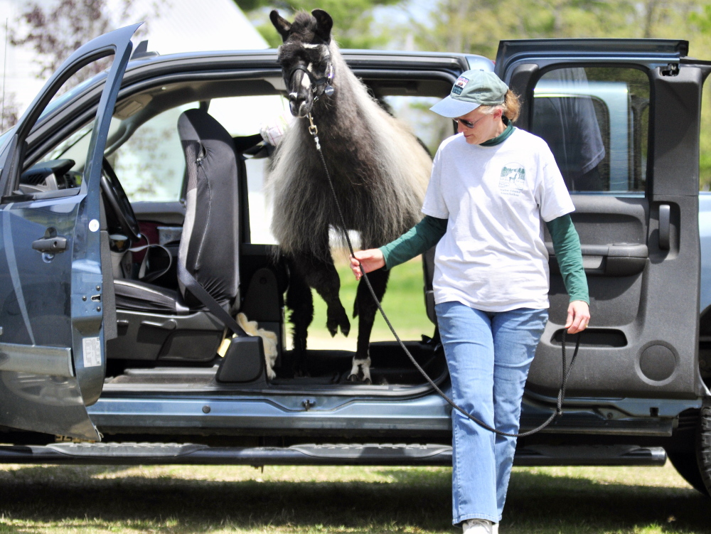 Becky Smith leads Eclipse, a llama, through part of a obstacle course during the Northeast Livestock Expo on Friday at the Windsor Fairgrounds.