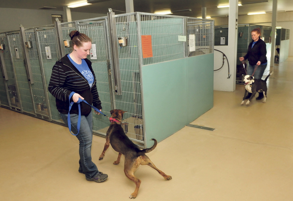 Humane Society Waterville Area employees Karen Knowlton, left, and Melissa Dawes bring dogs into kennels after exercising them at the shelter on Thursday.
