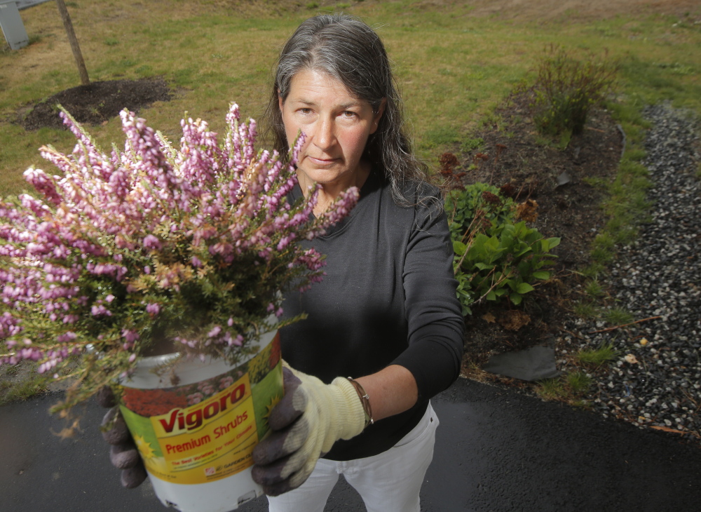 Pam Jones of Kennebunk holds a heather plant on Tuesday that she bought at Home Depot in Biddeford recently. Because the label on the pot didn’t list any pesticides, Jones thought she was buying a pesticide-free heather plant. When she pulled the plant out of the pot to put it into the ground, she was surprised to find a label at the bottom of the pot stating the plant was treated with a pesticide containing neonicotinoids. She thinks plants that contain pesticides should be clearly labeled in an easy to see place.