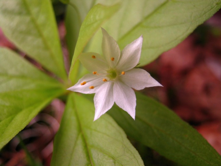A starflower — also known by the scientific name Trientalis borealis — on the edge of the woods in Troy.