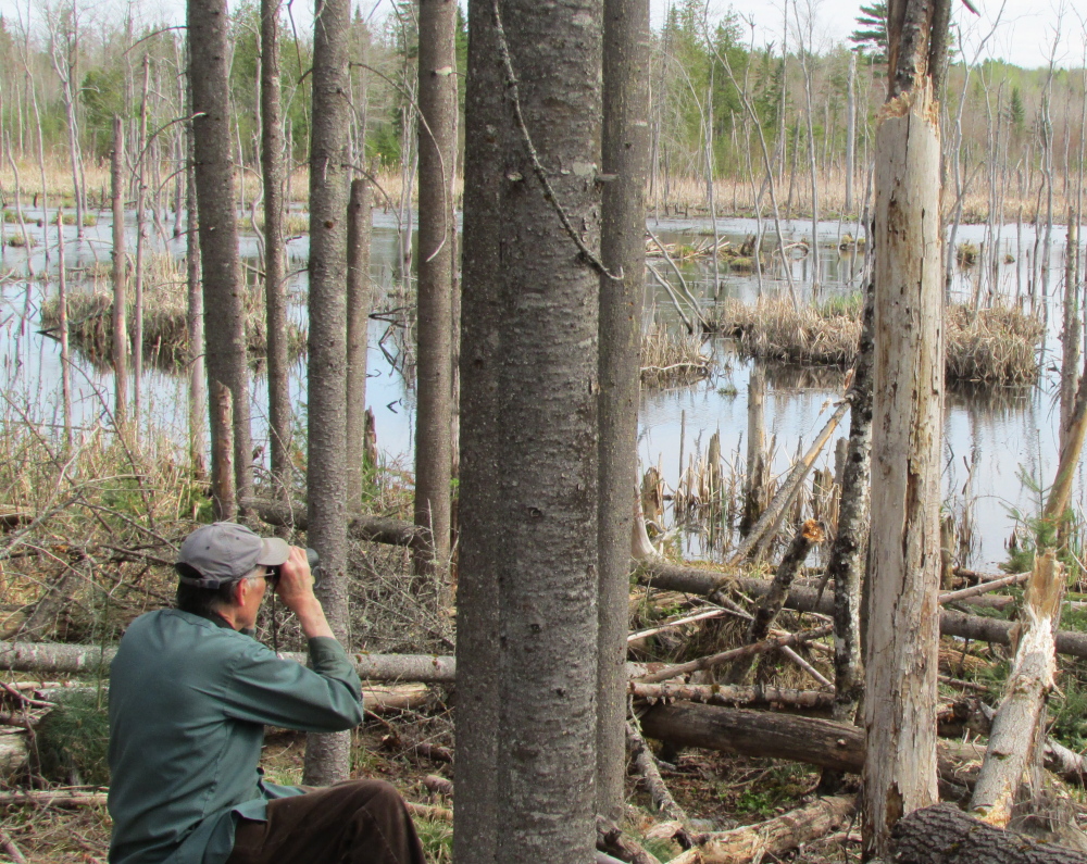 Rick Lawrence, from Benton, observes nesting herons in a colony. Lawrence is part of a statewide volunteer network that has helped Maine wildlife biologists map the state’s heron population for the last seven years.