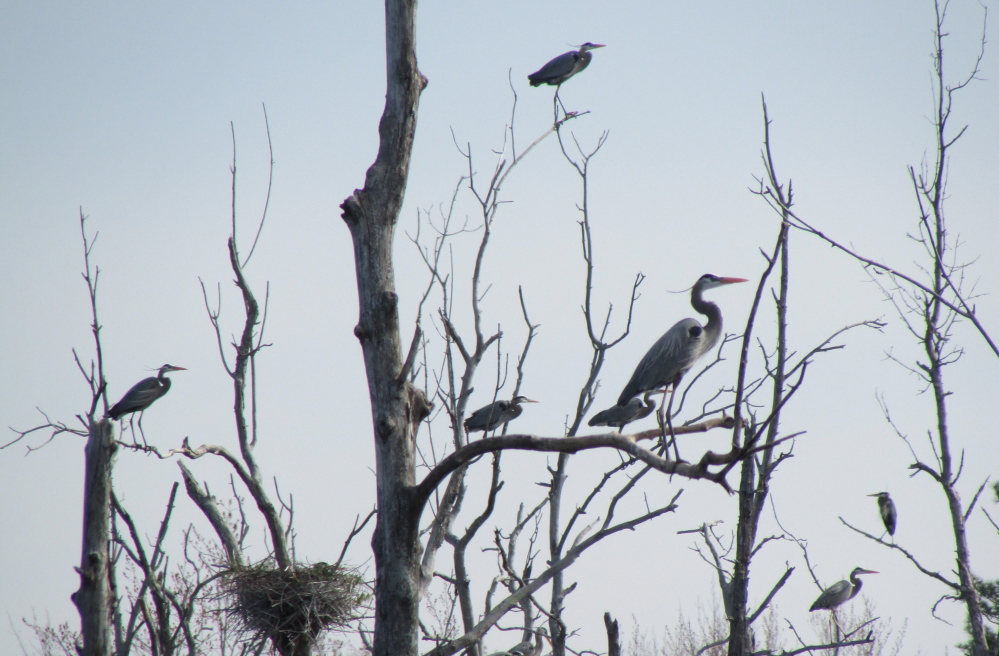 Adult great blue herons stand on dead tree limbs in the middle of a heron colony in Benton. The colony, which has at least 30 nests, is believed to be one of the largest inland nesting sites in Maine.