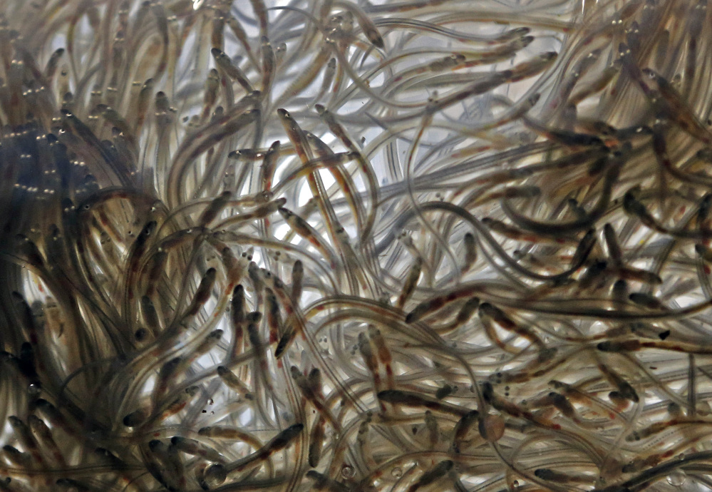 In this May 19, 2015 photo, elvers swim in a plastic bag awaiting shipment at a buyer’s facility in Portland, Maine.