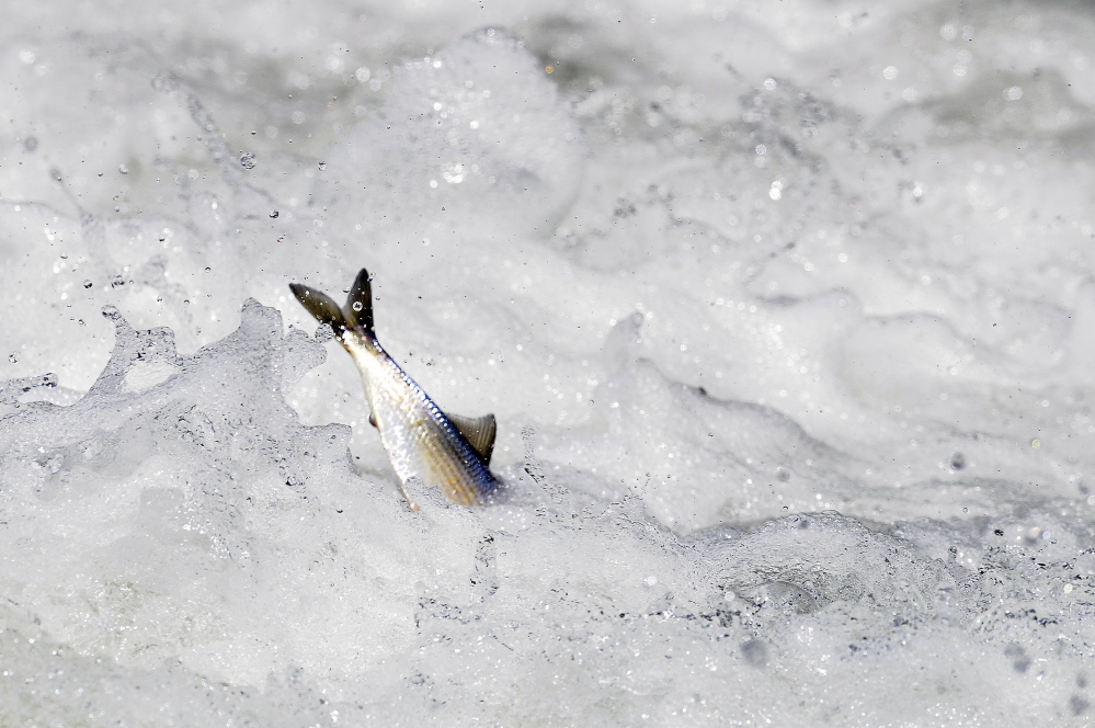 An alewife breaches Seven Mile Stream at the headwaters beneath the dam on Webber Pond in Vassalboro on May 18.