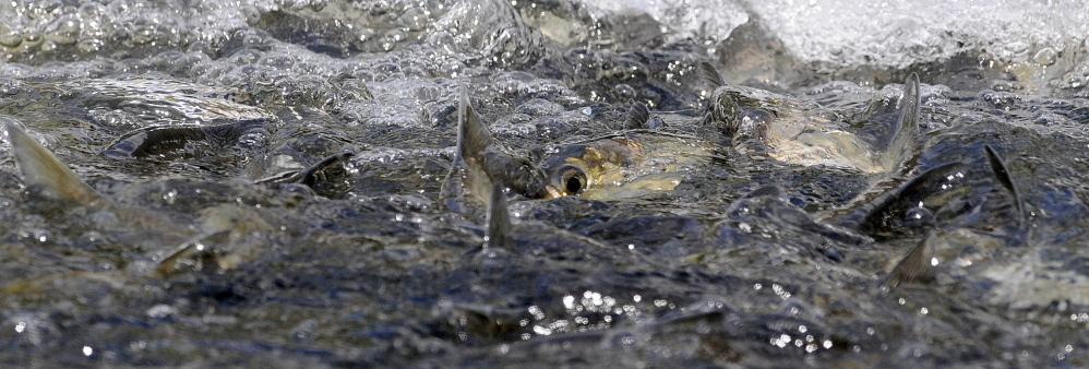 Alewives arrive May 18 at the headwaters of Seven Mile Stream at the dam on Webber Pond in Vassalboro.