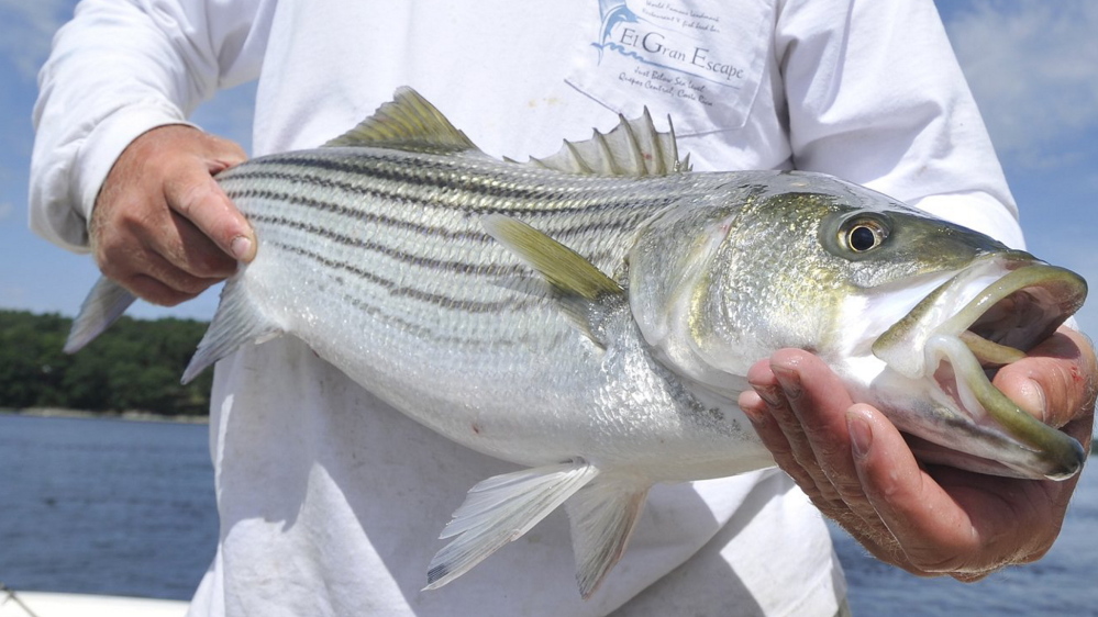 Maine’s recreational catch totals for striped bass have dropped precipitously in the last 10 years, but further reduction is needed.