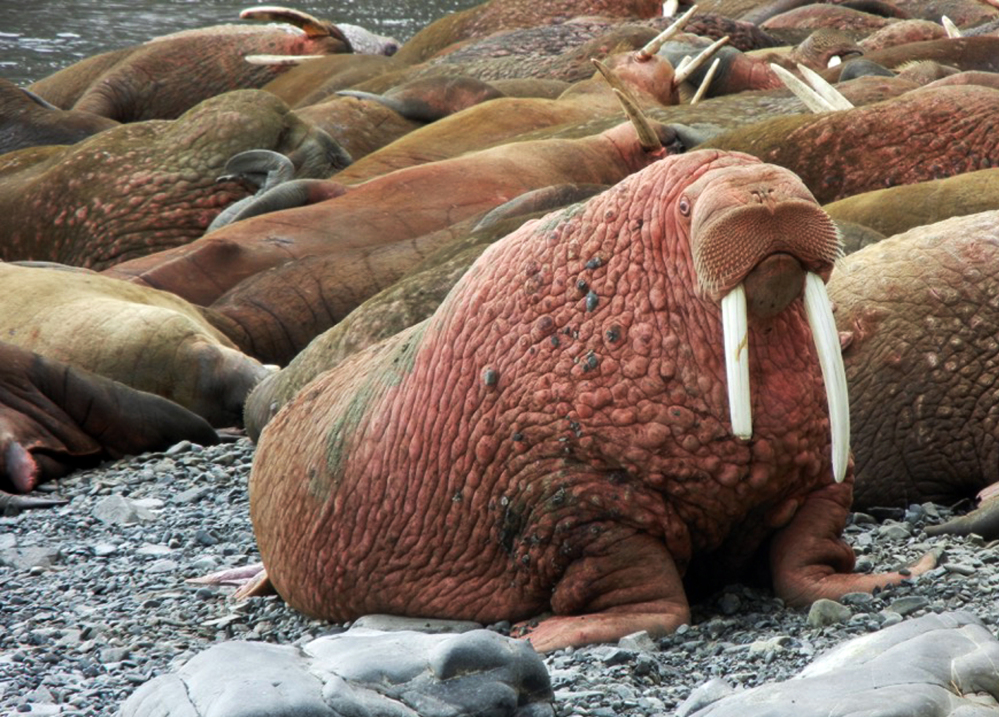 Walruses sun themselves on Round Island in Alaska, captured by one of four webcams now recording wildlife there.