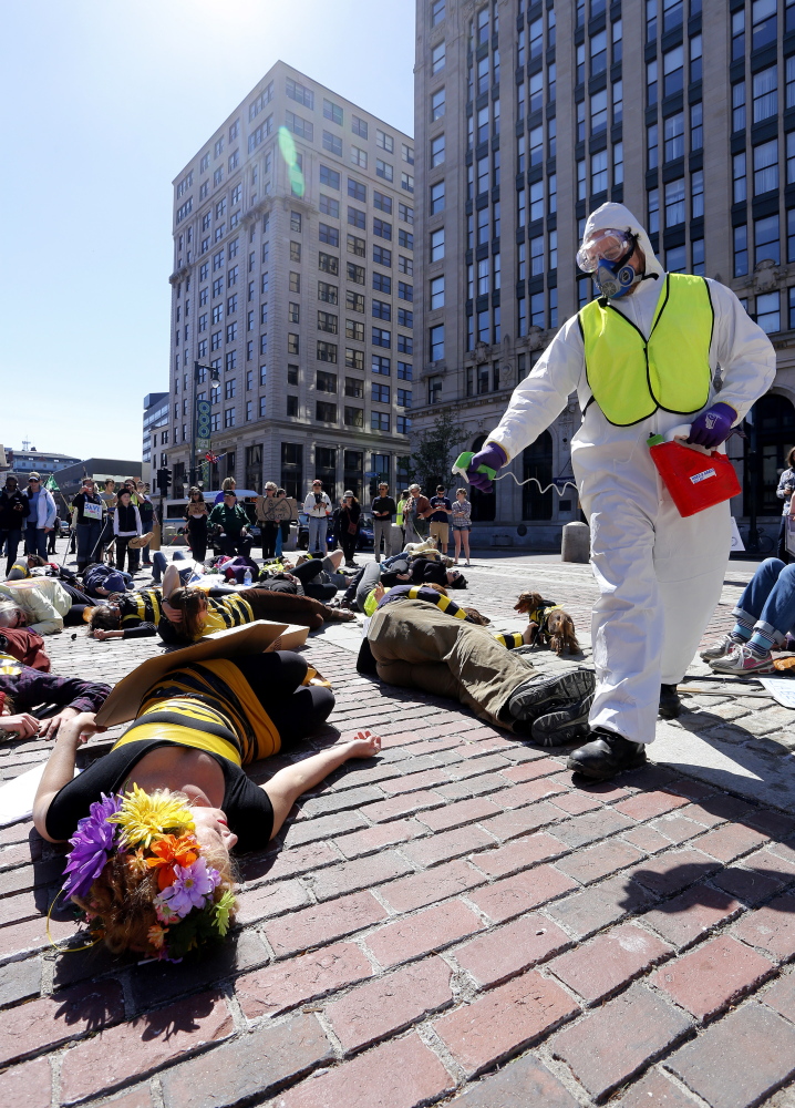 Demonstrators dressed as bees participate in a “die in” at Monument Square as part of the March Against Monsanto, which produces GMO seeds and herbicides linked to their growth. Some activists relate declines in bee and butterfly populations to herbicide use.