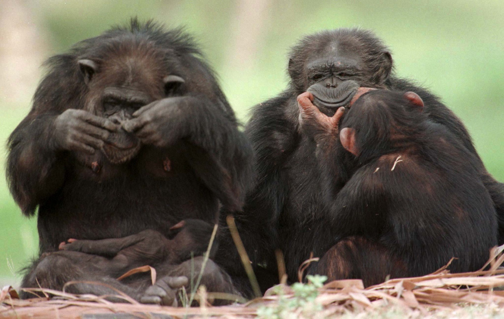 Three chimps play in their pen at Miami’s Metro Zoo. Some animal activists say it should be illegal to confine such animals. The Associated Press