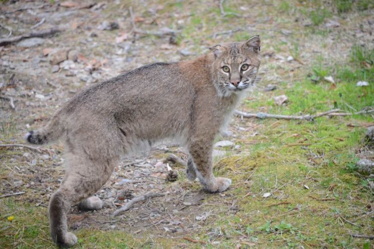 Penny and Ken Kacere photographed this animal in their backyard this month. They're concerned that it may pose a threat to their neighbors’ pets and children.
