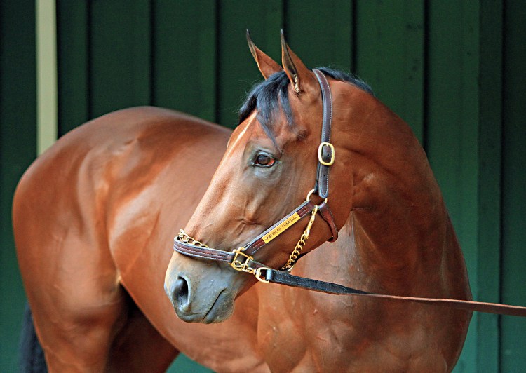 The breeding rights of Kentucky Derby and Preakness Stakes winner American Pharoah have been sold to Coolmore Ashford Stud. The horse will continue to race through 2015 and competes in the Belmont Stakes on June 6.