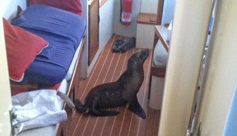 This 35-pound sea lion pup found its way aboard Michael Duffy's yacht in San Diego, Calif., on Sunday.  Photo courtesy of Michael Duffy via AP