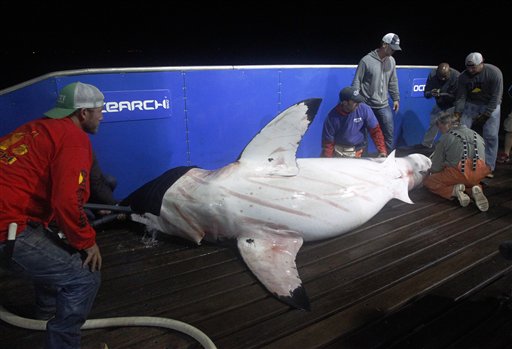 In this Sept. 13, 2012, photo, scientists collect blood and tissue samples from a female great white shark on the research vessel Ocearch in the Atlantic Ocean off the coast of Chatham, Mass. Before release, the nearly 15-foot, 2,292-pound shark was named Genie for famed shark researcher Eugenie Clark.