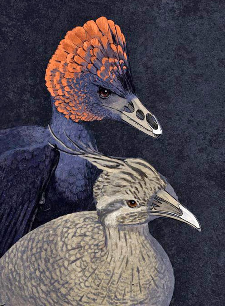 This is an artist's conception of the dinosaur Anchiornis and a modern tinamou with premaxillary and palate bumps highlighted. Scientists have replicated the molecular processes that led from dinosaur snouts to the first bird beaks. Illustration by John Conway/Courtesy of Yale University