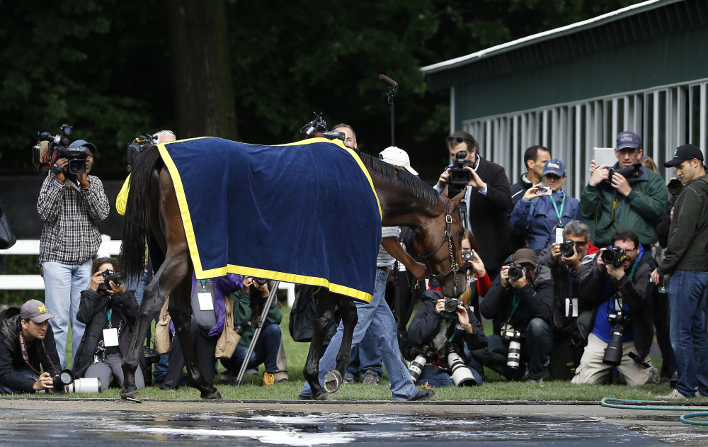 Kentucky Derby and Preakness Stakes winner American Pharoah is led by a groom back to the barn after a bath Wednesday at Belmont Park in Elmont, N.Y. American Pharoah will try for the Triple Crown when he runs in Saturday’s 147th running of the Belmont Stakes.
