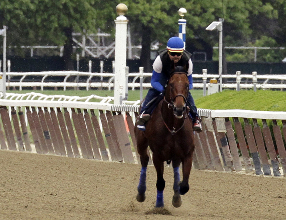 AP photo 
 Kentucky Derby and Preakness Stakes winner American Pharoah, with exercise rider Jorge Alvarez up, gallops around the track at Belmont Park on Friday in Elmont, N.Y. American Pharoah will try for a Triple Crown when he runs in Saturday's 147th running of the Belmont Stakes horse race.