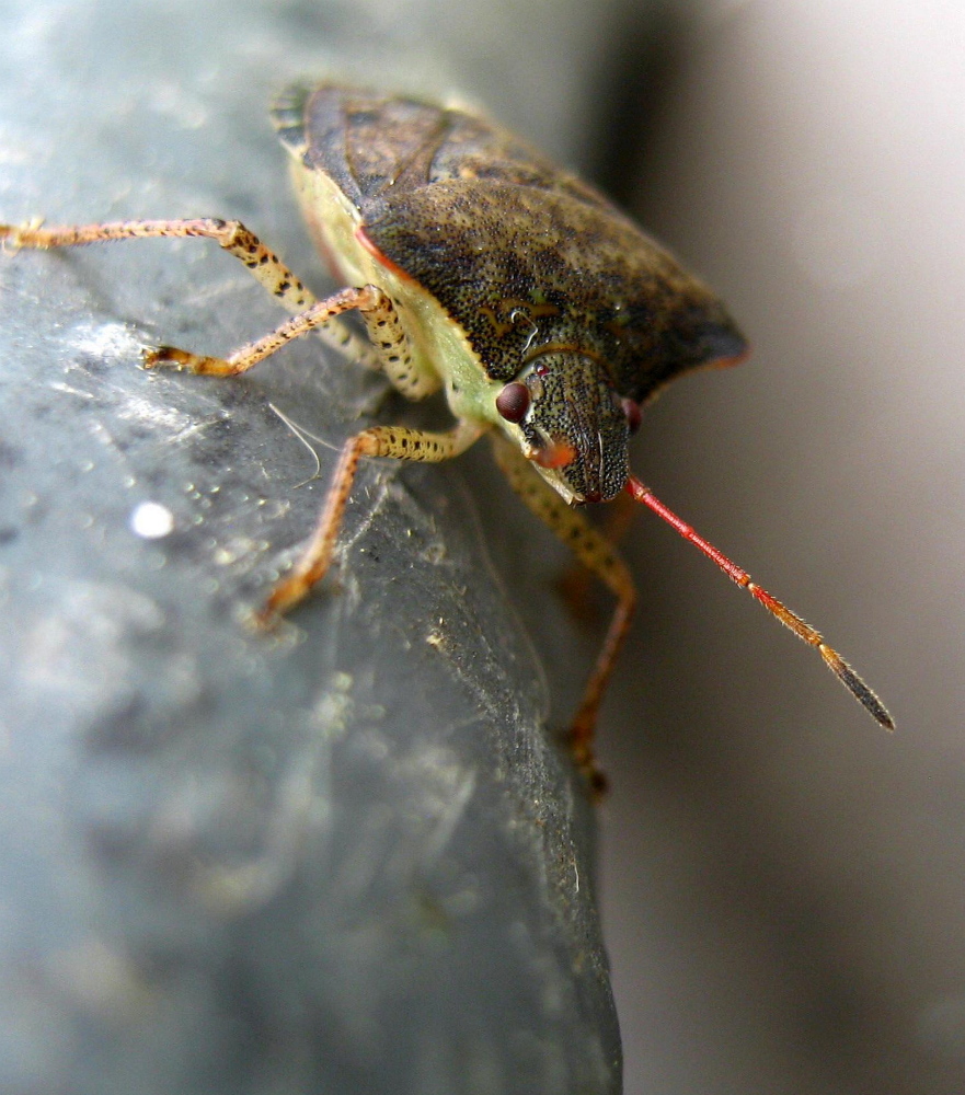 A stink bug resting on the step in Troy last summer.