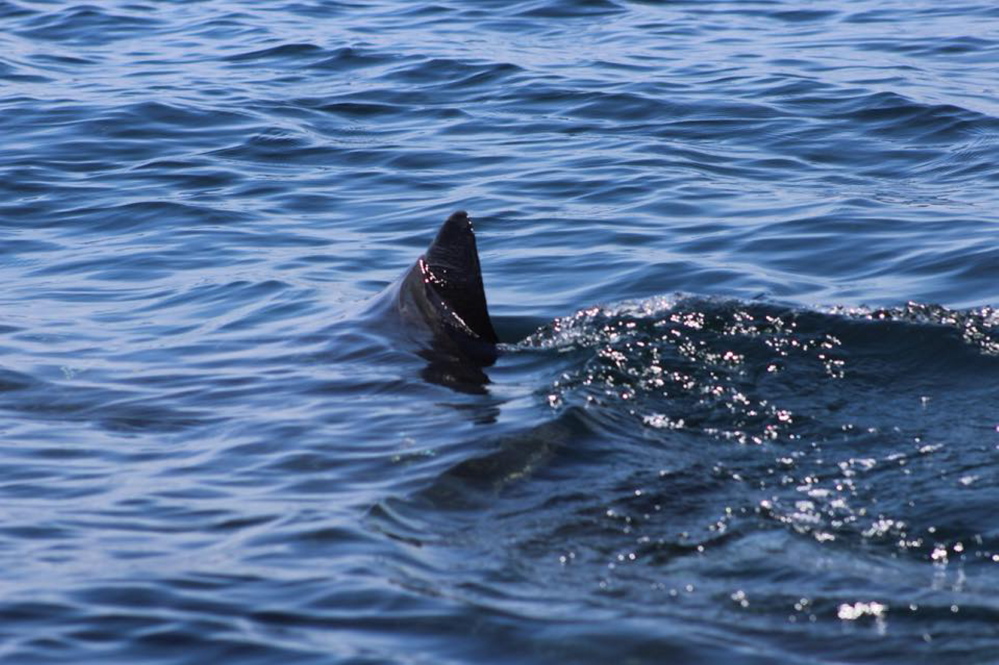 Photo by Jon Thibault
The fin of what is believed to be a great white shark that was spotted Saturday afternoon a mile off of Moody Beach.