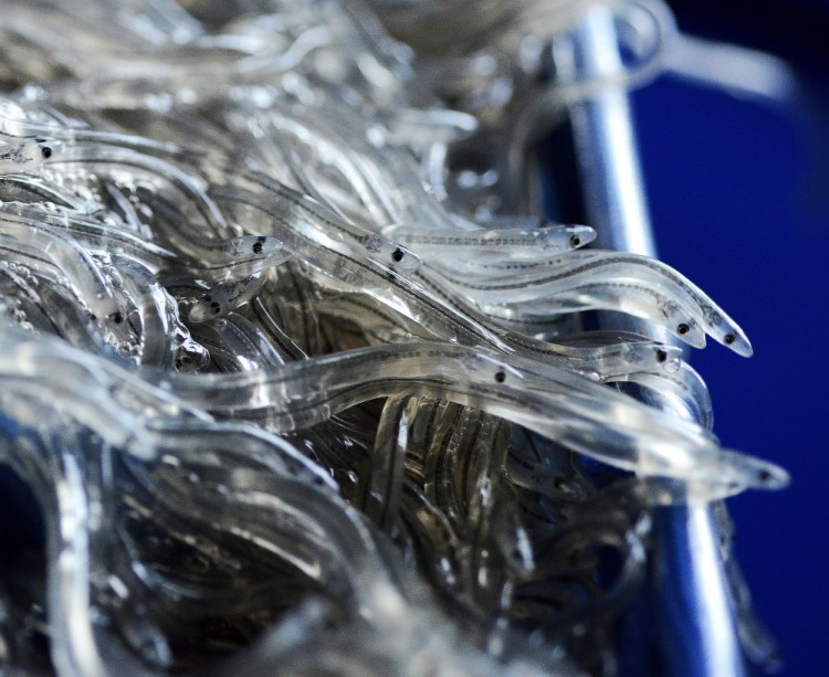 Baby glass eels, also called elvers, are sold by Maine dealers to overseas buyers for Asian aquaculture companies, which raise the eels to maturity and sell them as food. Almost all the elvers, or glass eels, caught in the United States are harvested in Maine.