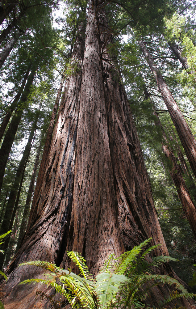 Redwoods reach for the sky at the Muir Woods National Monument, Calif. 