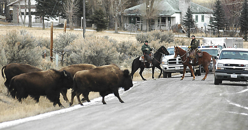 FILE - This Jan. 19, 2006 file photo Mounted Yellowstone National Park wranglers haze stray park bison off private land about seven miles north of Gardiner, Mont. A pamphlet drawing of a man being gored and flung into the air graphically warns tourists as they enter Yellowstone National Park not to get too close to bison, they’re wild animals and can be very dangerous. Rangers distribute the flyer to people as they enter the park but some visitors still aren’t getting the message. Bison have gored two people in the Old Faithful area within just the past three weeks. (Garrett Cheen/The Livingston Enterprise via AP, File)
