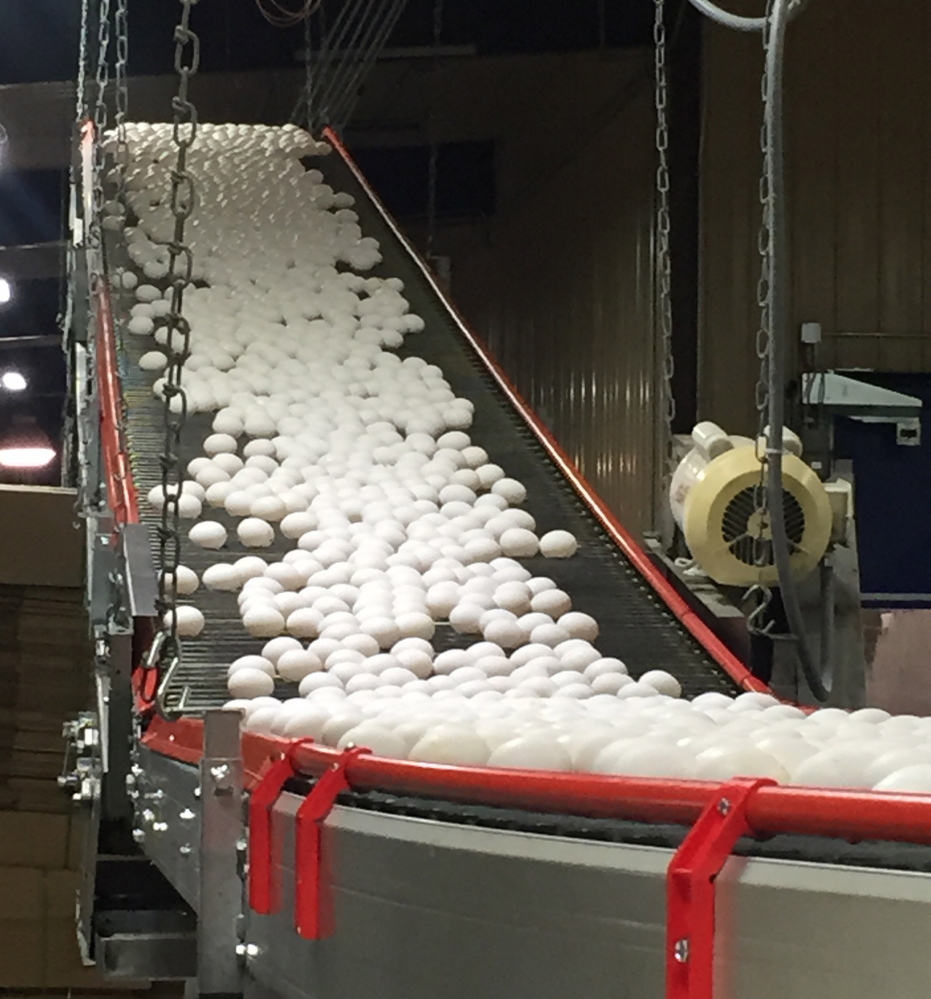Eggs arrive on a conveyor belt coming in from a chicken house in Iowa. In the Northeast, the avian flu virus has not been detected so far and the region is producing its normal amount of eggs.