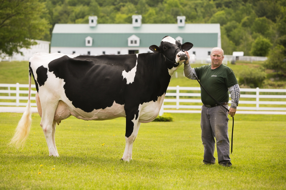 Pineland Farms dairy farmer Blaine Moon holds Hemi, nicknamed the Queen, a prodigious milker recently ranked a stellar 95 on the Holstein Association excellence scale.
