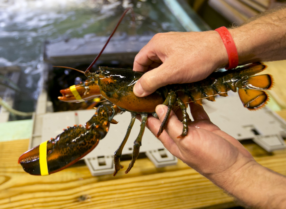 A lobster is checked to determine if it is a hard shell or a “shedder”, a recently molted lobster that is growing back its shell, at the Clam Shack in Kennebunkport, Maine.