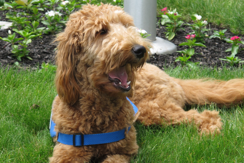 Lulu, a goldendoodle who works as a therapy dog, lolls on the lawn outside the Ballard-Durand funeral home in White Plains, N.Y., on Thursday.