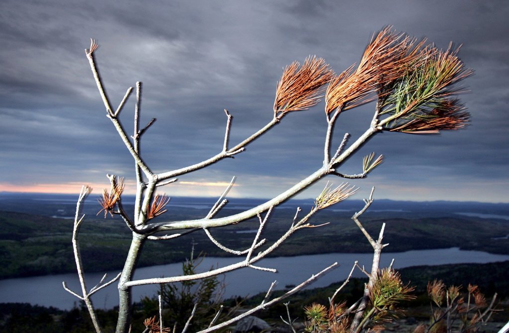 A white pine with brown needles is seen on Cadillac Mountain, Thursday, May 25, 2006, at Acadia National Park in Maine. High ozone levels in Acadia threaten the white pine, Maine's state tree. The Associated Press