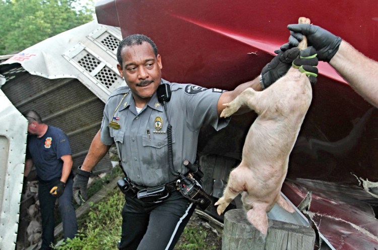 An officer passes off a pig after a semitrailer overturned on U.s. Route 35 in Xenia Township, near Dayton, Ohio. The Dayton Daily News via AP