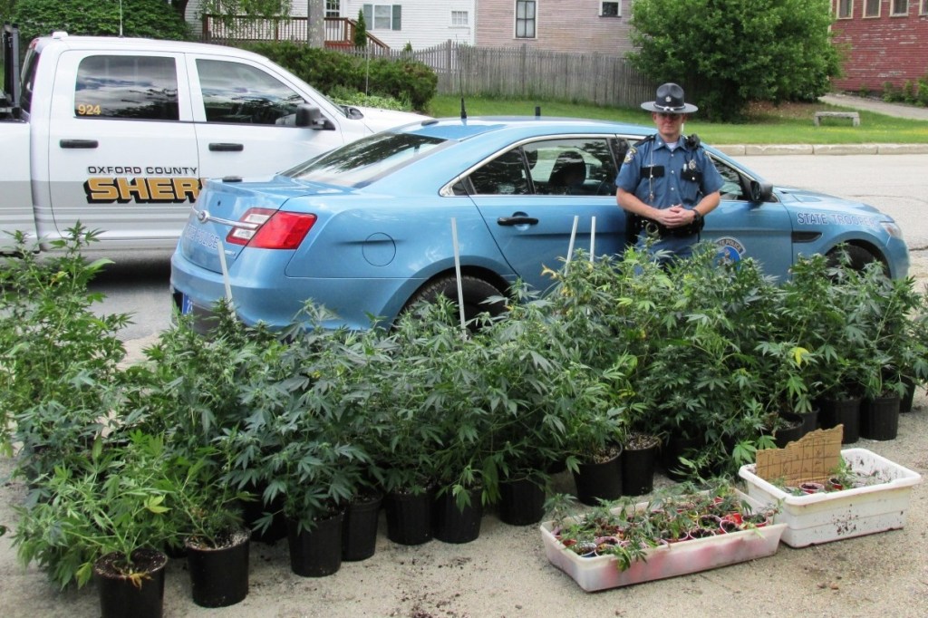 Police say they seized 109 marijuana plants this week in Porter.
Maine State Police photo
